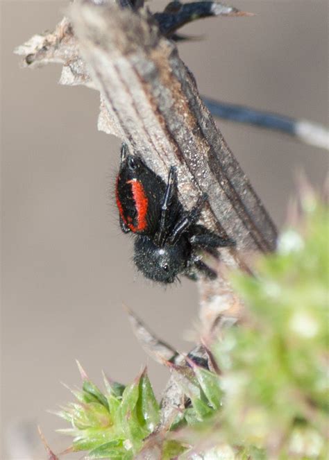 Creepy crawly spiders - Bolsa Chica Land Trust