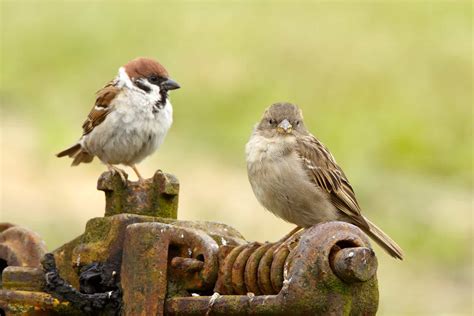 Male vs. Female Birds: Can You Tell the Difference?