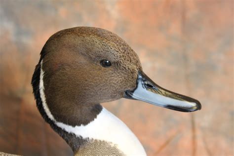 Puddle Ducks | Waterfowl Artistry