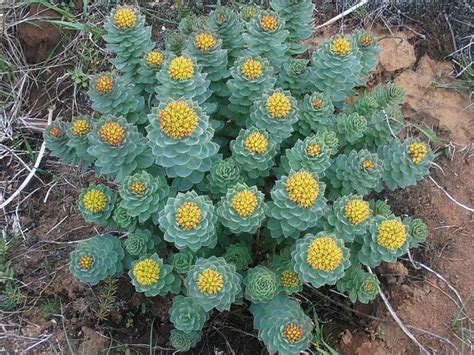 Rhodiola rosea - Golden Root | World of Succulents