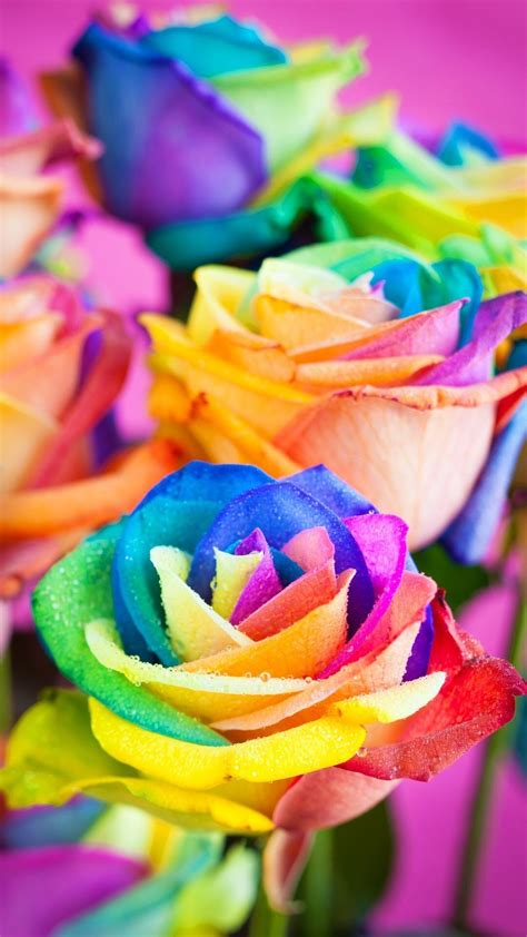 Rainbow Rose Wallpapers - Wallpaper Cave