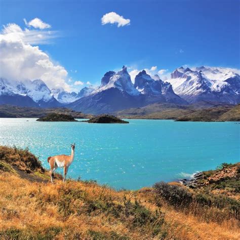 10 Best Places to See Llamas Around the World | Travel Channel