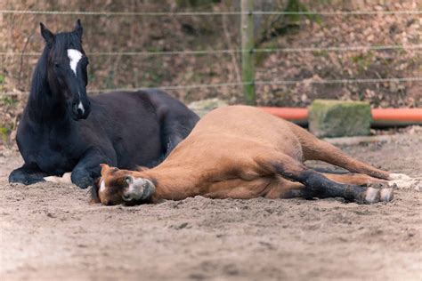 Interesting Facts About How Horses Sleep