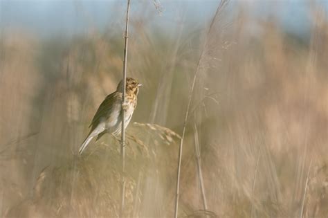 Common reed bunting on Behance