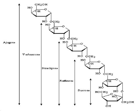 Structural relationship of the raffinose family sugars. | Download ...