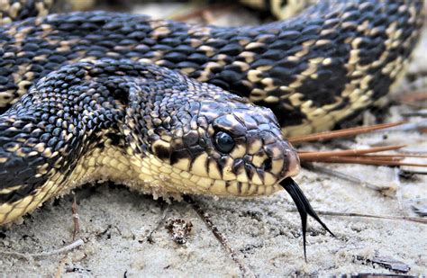 One of North America's rarest snakes gets a boost from military ...