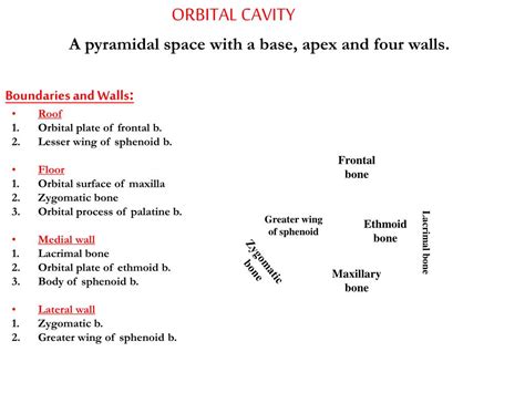 PPT - ORBITAL CAVITY PowerPoint Presentation, free download - ID:6087828