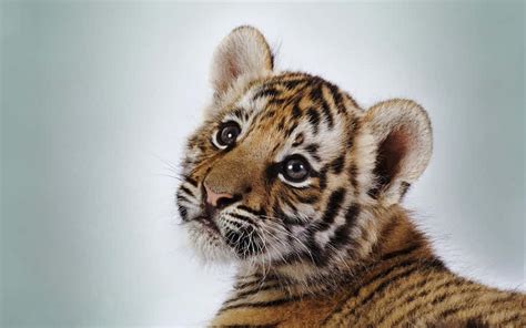 [100+] Cute Baby Animal Pictures | Wallpapers.com