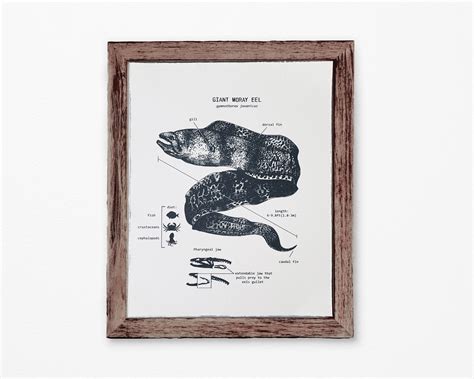 Giant Moray Eel Anatomy Print Moray Eel Wall Art Eel | Etsy