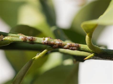 Citrus Scale Pests: Information On Citrus Scale Control | Gardening ...