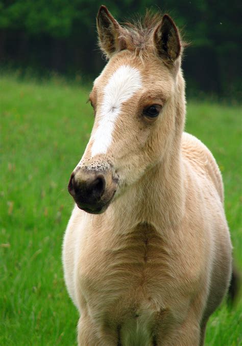 Foal Free Stock Photo - Public Domain Pictures