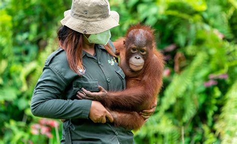 Borneo Orangutan Survival Foundation