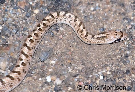 Mohave Glossy Snake - Arizona elegans candida