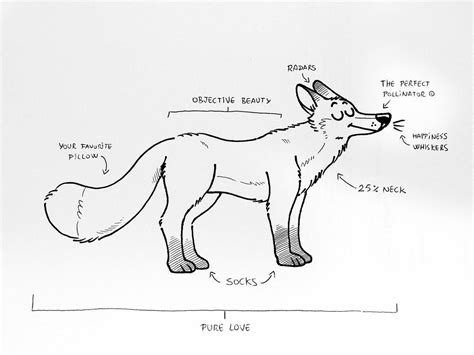 Fox Anatomy For Artists