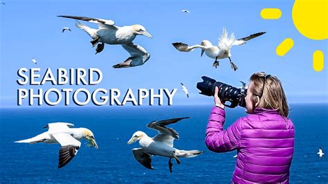 Making The Time To Photograph What You Love | Photographing Seabirds in ...