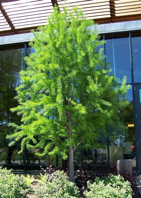 PlantFiles Pictures: Taxodium, Bald Cypress, Gulf Cypress, Southern ...