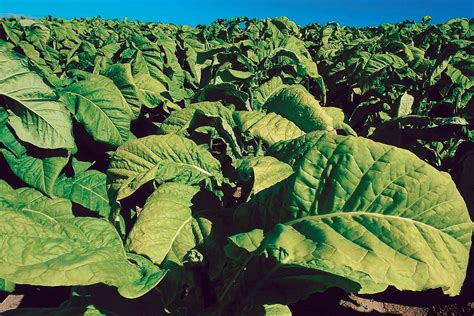 Tobacco | plant genus | Britannica