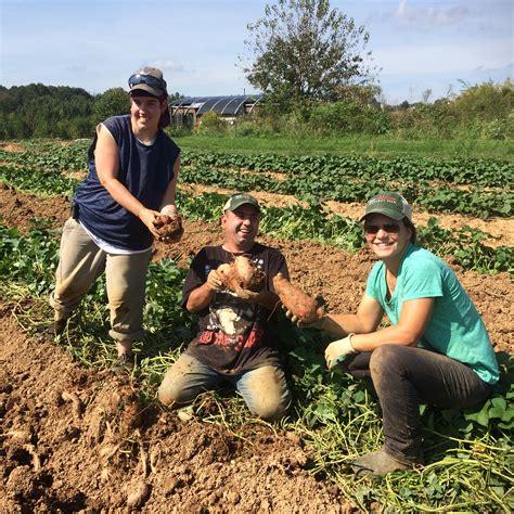 Sweet Potato Harvest 2018 – RWCF