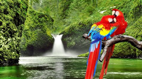 Parrots In Paradise (1920x1080). | Parrot wallpaper, Beautiful bird ...