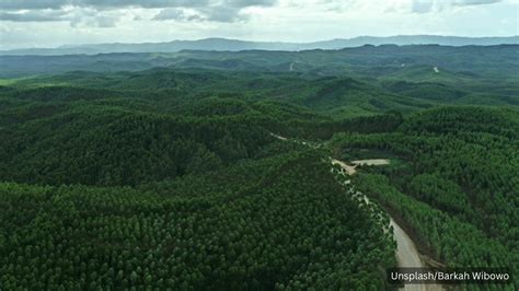 Hutan Kalimantan yang Menjadi Paru-Paru Dunia Mengalami Deforestasi ...