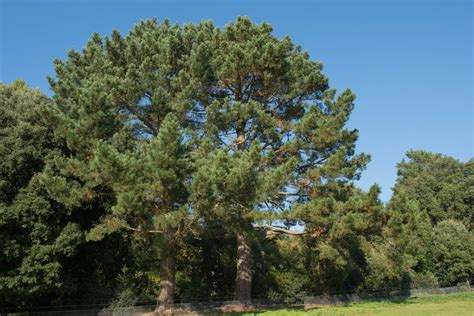 Are Pine Trees Native to Australia? [Answered] | Ultimate Backyard