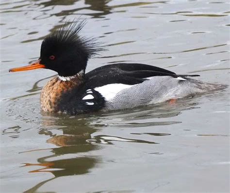 Red-breasted Merganser - British Waterfowl Association