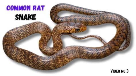 Indian Rat Snake (Ptyas mucosa) धामन, घोडा-पछाड़, अषाढ़िया - YouTube