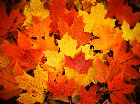 Red Yellow and Orange Fallen Maple Leaves Photograph by Chantal PhotoPix