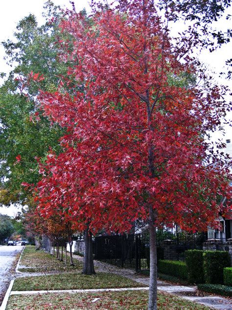 texas_red_oak_5 – La Tejana Trees