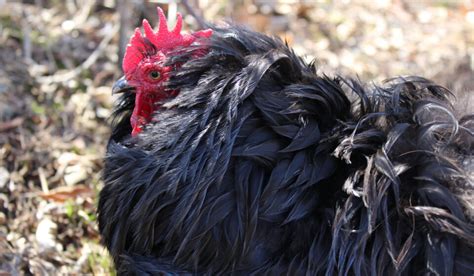 Cochin Chicken Breed Profile - Farmhouse Guide