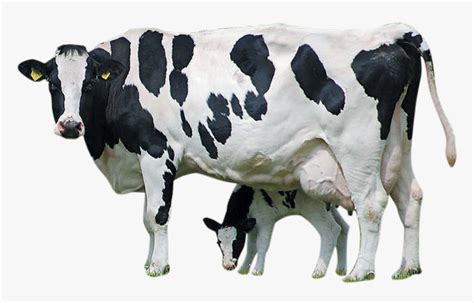 Holstein Cattle Calf Farm Livestock Dairy Transprent - Cow Images Hd Png, Transparent Png ...