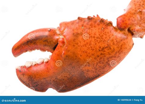 Lobster Claw stock photo. Image of claw, cooked, lobster - 10099634