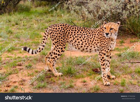 Cheetah Naankuse Wildlife Sanctuary Namibia Africa Stock Photo ...