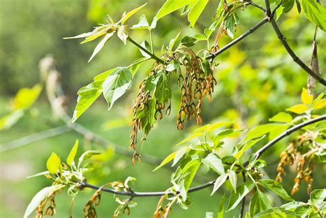 Box Elder Tree Identification: Reveal Facts Characteristics of Boxelder Maple