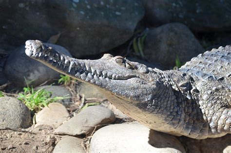 Freshwater Crocodile Facts, Pictures & Information