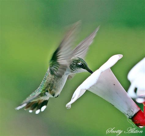 Hummingbird Feeding Photograph by Scotty Alston - Fine Art America