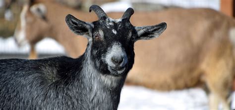 Alpine Goat - Lehigh Valley Zoo