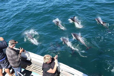 Otago Peninsula Wildlife Tour - Distant Journeys