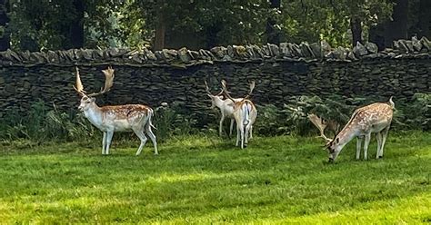 Bradgate Park Walk - Complete Guide and Map - The Flamingo Hiker