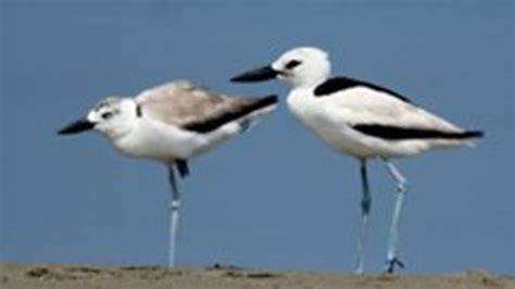 Recently, for the first time, breeding nests of crab-plovers spotted at Great Vedaranyam Swamp ...