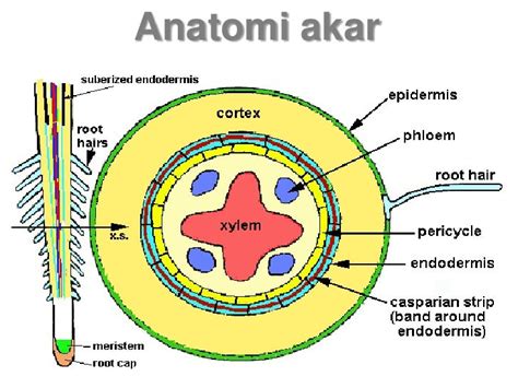 Gambar Struktur Anatomi Akar Dikotil – cabai