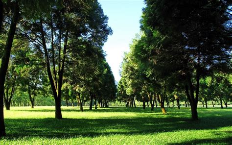 nature, Landscape, Plants, Photography, Trees, Park, Grass Wallpapers ...