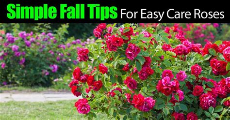 It’s pretty easy to get your roses ready for autumn. This post has a few tips to help you out ...