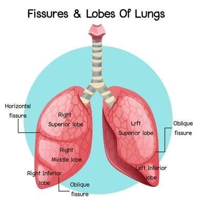 Vascular Tissue System Diagram for Plants