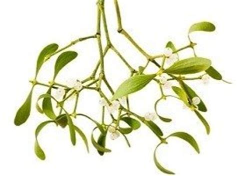 Mistletoe - Symbolism, Tradition and History