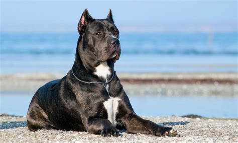 Cane Corso Dog Breed: Characteristics, Care & Photos | BeChewy