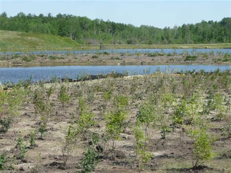 Riparian Restoration | Brinkman Living Infrastructure