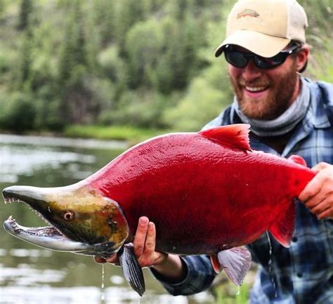 Gorgeous Sockeye! | Alaska salmon fishing, Salmon fishing, Alaska fishing