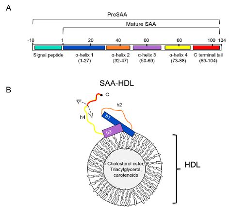 The serum amyloid A protein. A. Linear schematic presentation of human... | Download Scientific ...