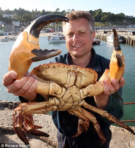 Pictured: Monster crab with claws the size of a man's hand captured off the British coast ...